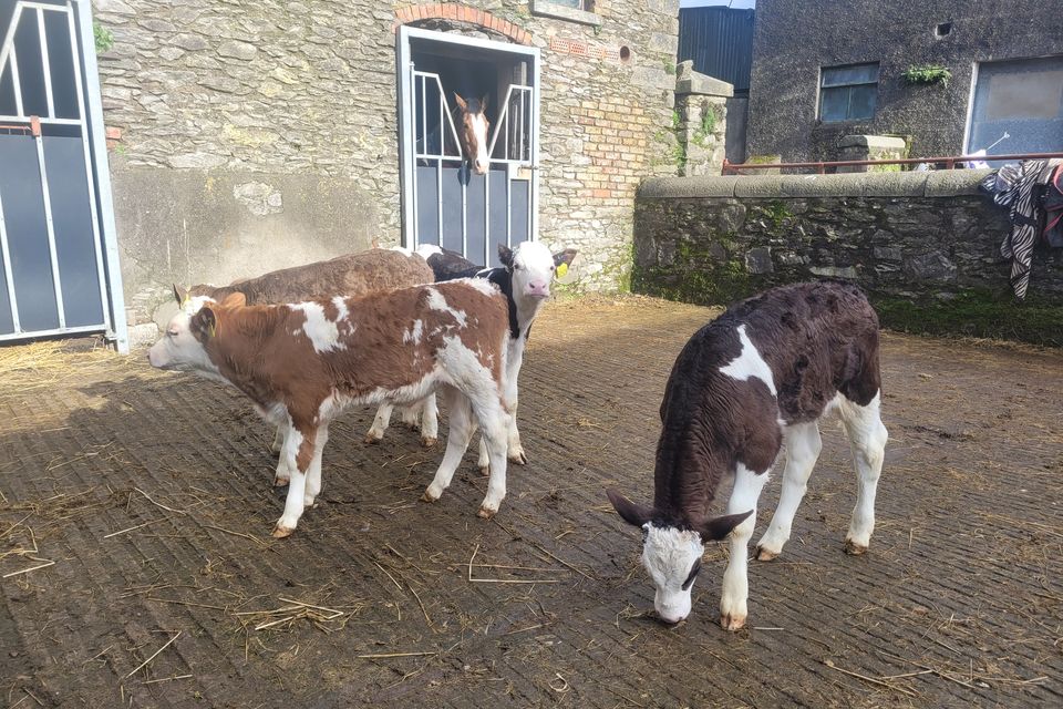 No confusion: Peter Hynes’s beef calves from his dairy enterprise