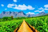 thumbnail: Vineyards near Cape Town, Western Cape, South Africa. Deposit Photos.