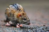 Rat carcasses found in Dublin pub as 12 closure orders given to ...