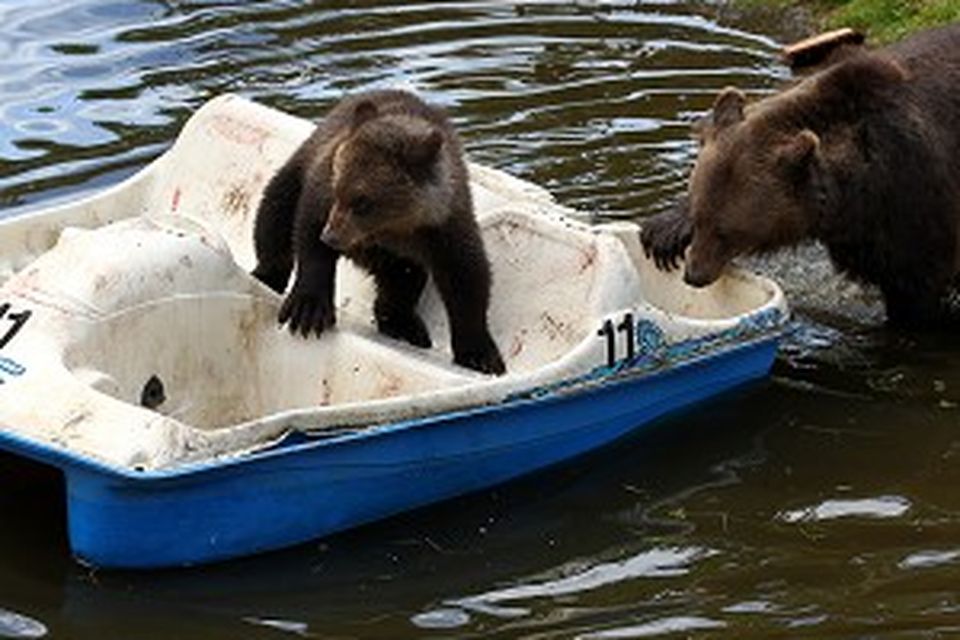 Bears Nellie And Loki In Pedalo Jam Irish Independent