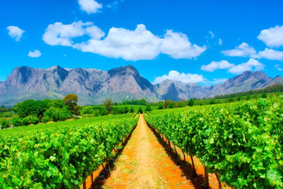 Vineyards near Cape Town, Western Cape, South Africa. Deposit Photos.