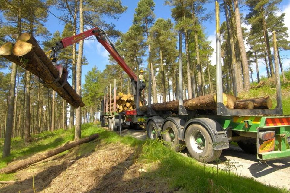 Coillte manages 440,000 hectares, or 7pc of Ireland's land
