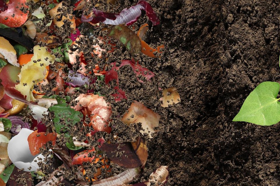 Tea bags, coffee grounds and the hair from your brush: What you need to  make your own 'black gold' compost
