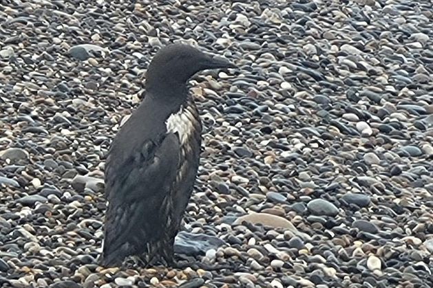 Authorities are scrambling to find the source of an apparent oil spill which appears to be causing major issues for wildlife along the Wexford and Wicklow coast in the past 24 hours.