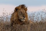 thumbnail: A lion in Borana Conservancy. PA Photo/Sarah Marshall.