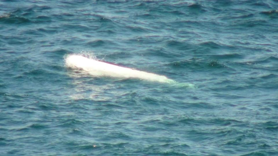 The rare arctic whale was spotted off the coast of Antrim. Photo: Gordon Watson
