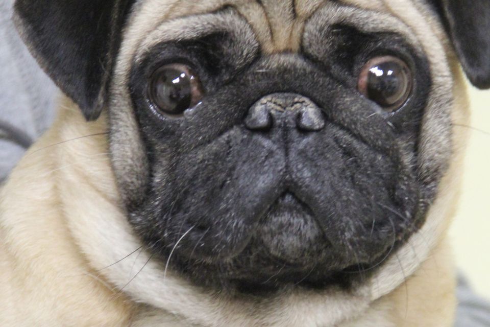 Want to buy a hot sale pug