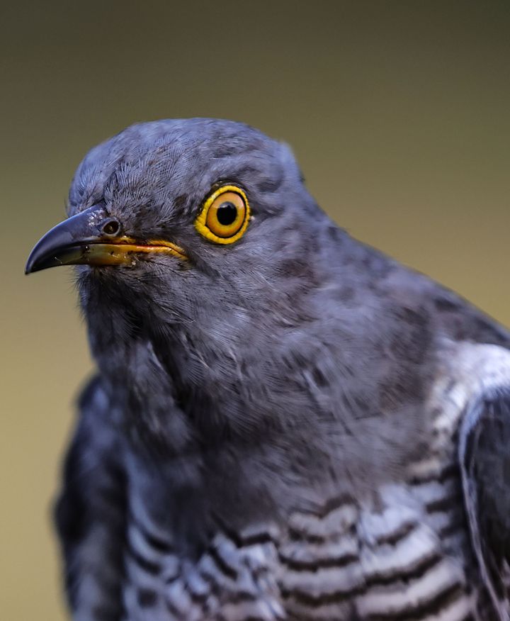 The Cuckoo is home in Kerry after 9,000km journey from the Congolese forests