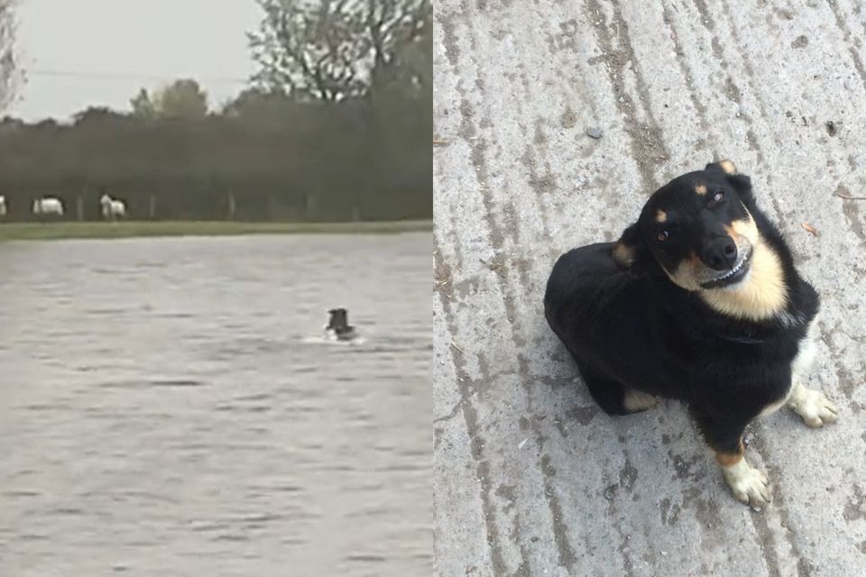 Le chien de berger Patsy est venu au secours de trois brebis échouées (Lair Deroid)