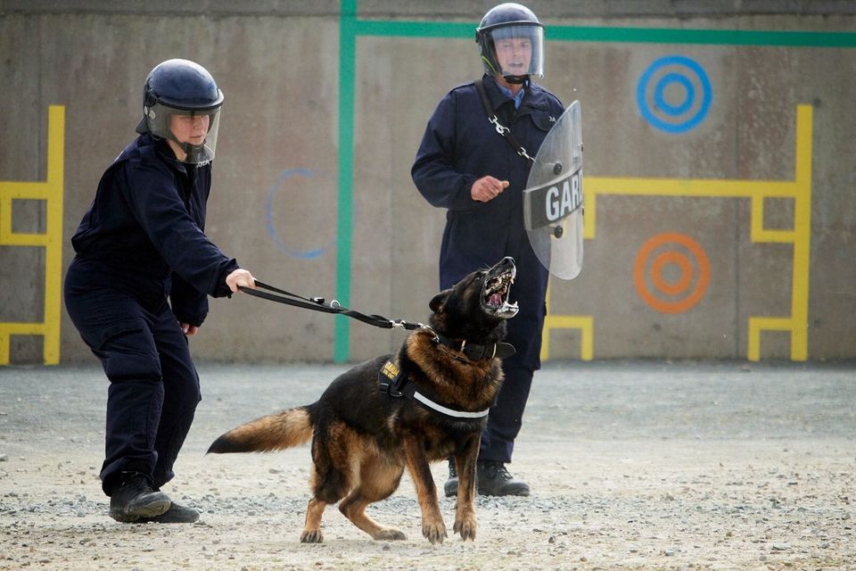 The Wexford and Wicklow recruits were required to train alongside the Garda National Dog Unit.