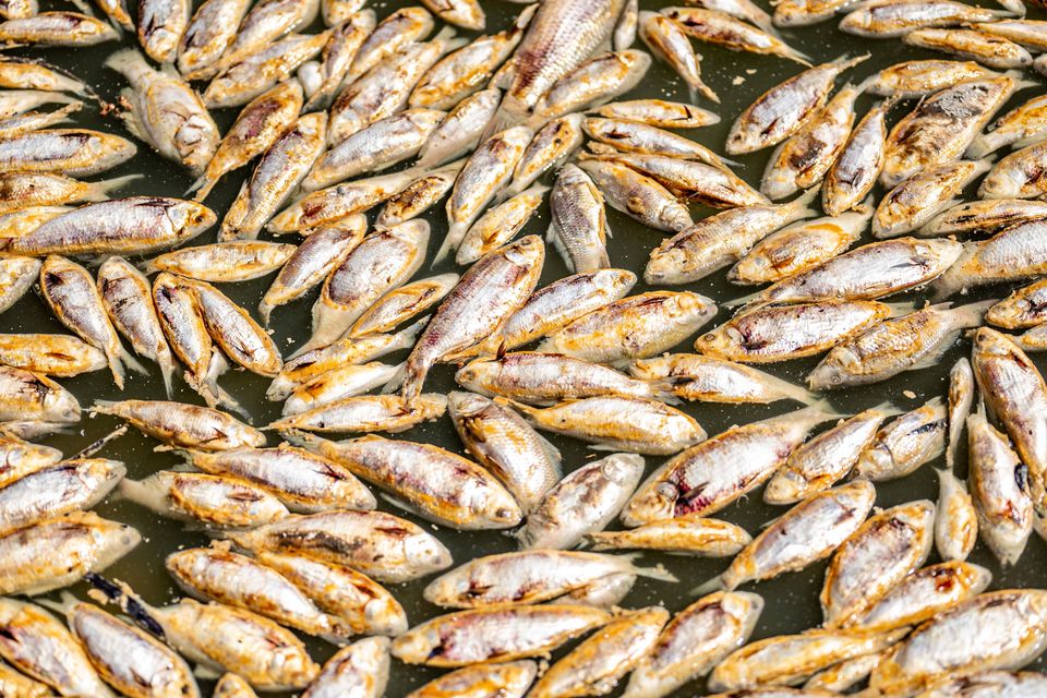 Millions Of Rotting Fish To Be Removed From Outback River | Irish ...