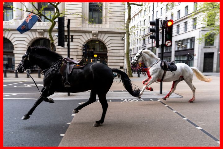 Bolting military horses wreak bloody havoc across central London after being spooked