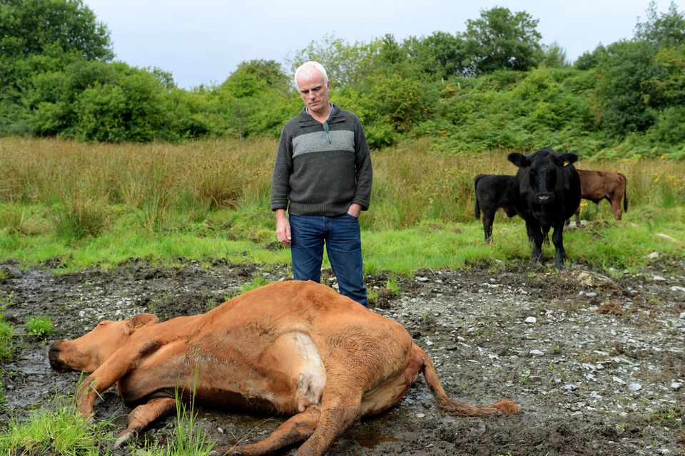 Farmer Martin Grant from  Ballymagowan lost livestock to the floods. PHOTOS: Caroline Quinn