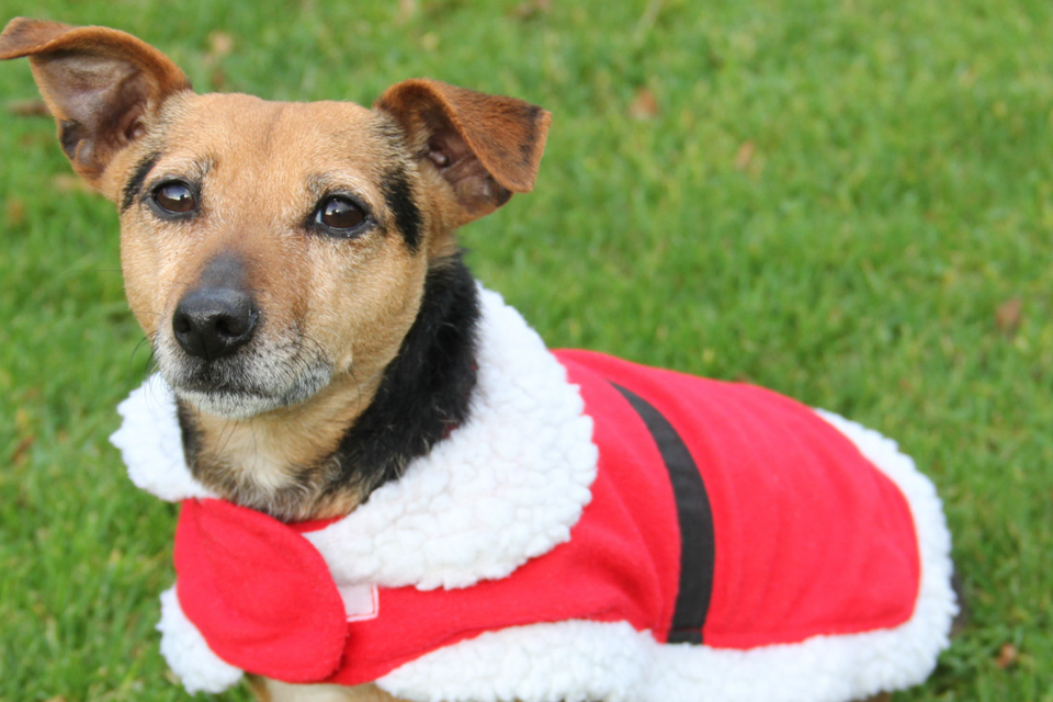 Give pet accessories as gifts but do not give pets Irish