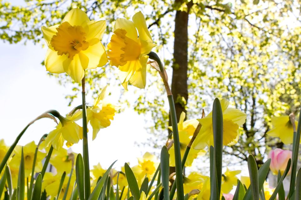 Daffodils are the symbol of the Irish Cancer Society's fundraising day for cancer research