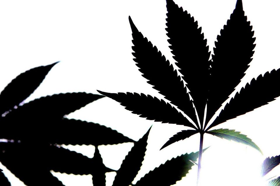 A cannabis plant (Cathal McNaughton/PA)