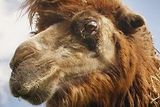 thumbnail: A camel cull is to be carried out at a town in the Australian Outback