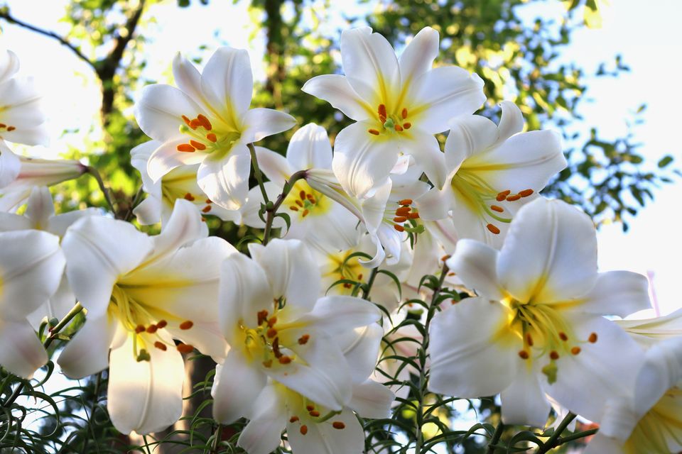 One of the most beautiful and popular lilies is the royal lily, Lilium regale