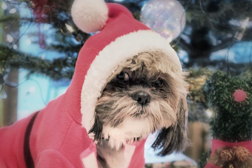 Dog dressed up for Christmas