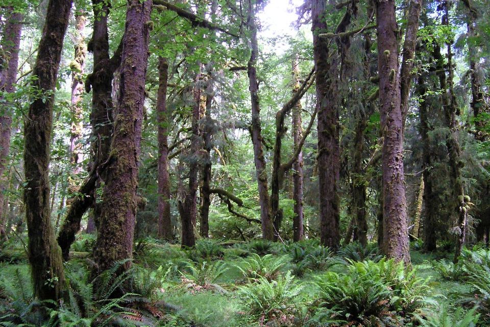Forestry