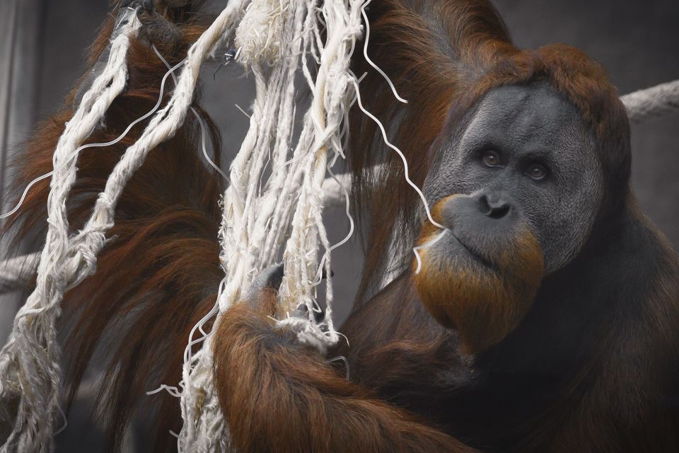 Dumplin the orangutan uses fabric attached to a sheet of metal mesh to make her creations (Adam Khaled/Getty)