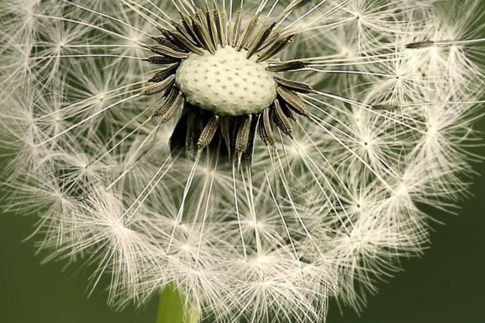 Dandelion clocks are objects of great natural beauty, design and perfection