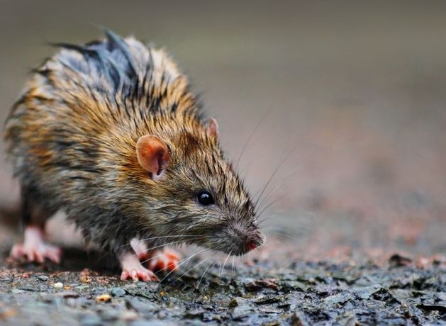 Rat carcasses found in Dublin pub as 12 closure orders given to businesses last month by Food Safety Authority