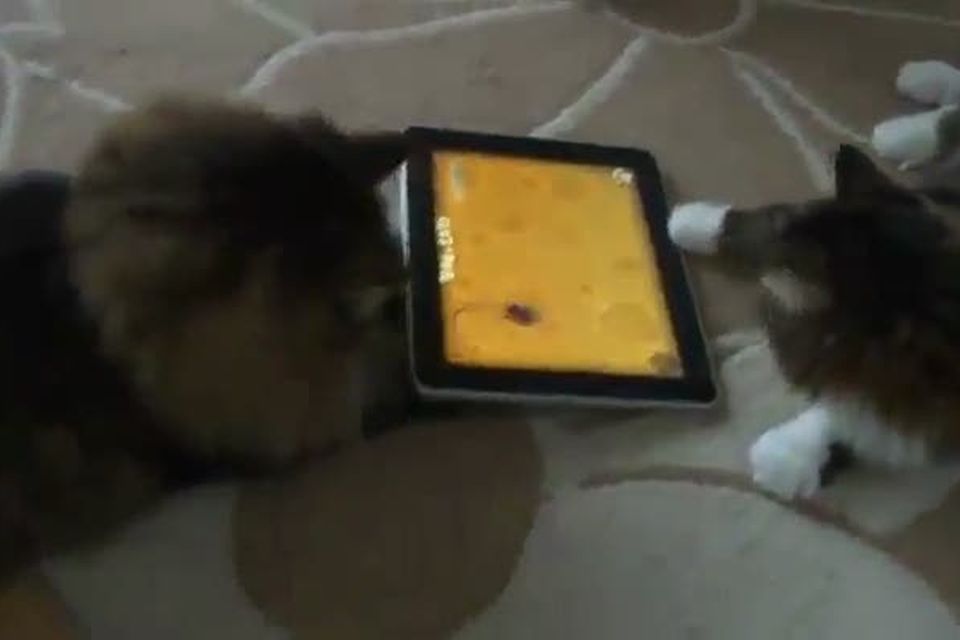 Why your cat needs an iPad