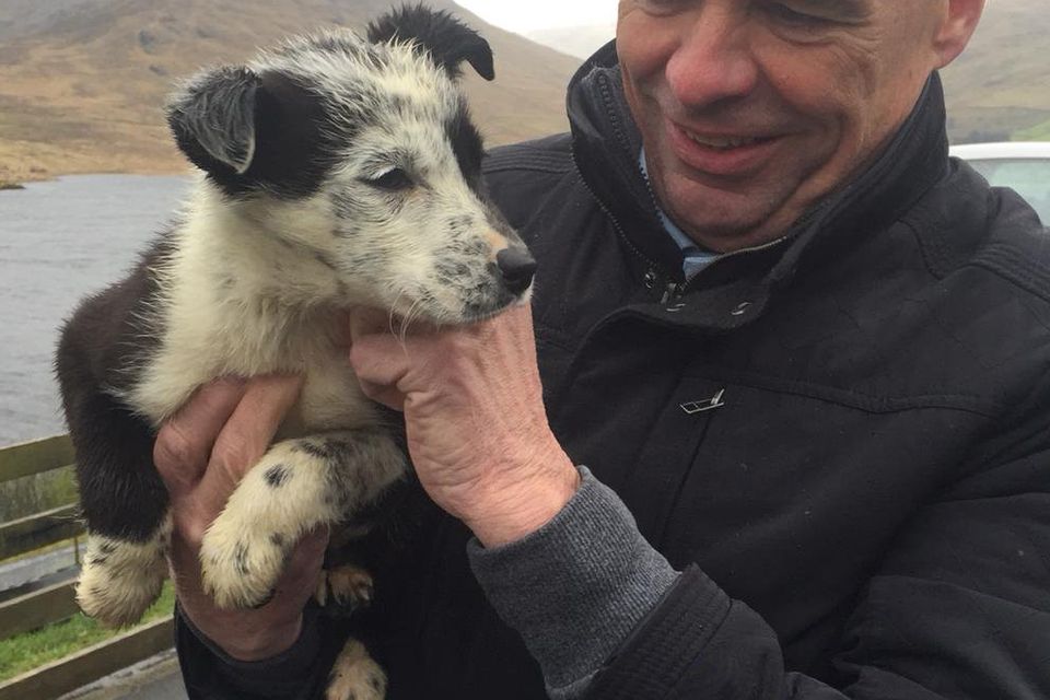 Fergus McDonnell gets to babysit one of the younger sheepdogs