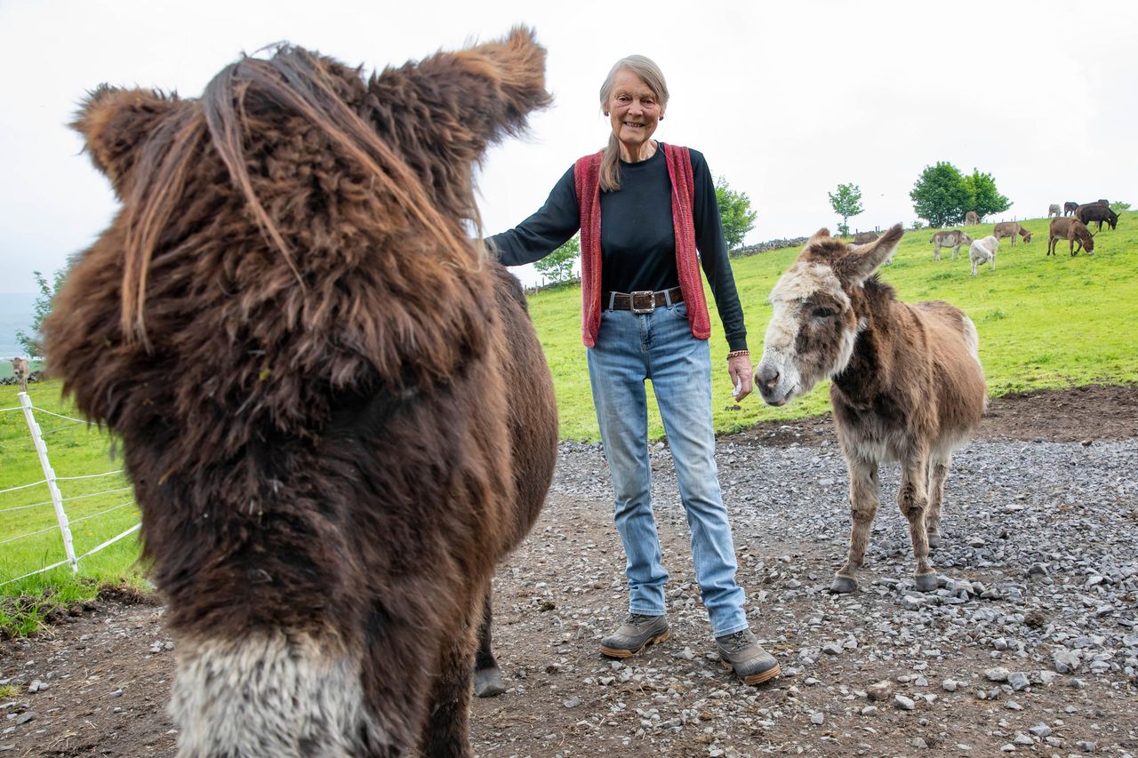 Sligo donkey sanctuary has offered kindness and care to neglected of  animals for 30 years | Irish Independent