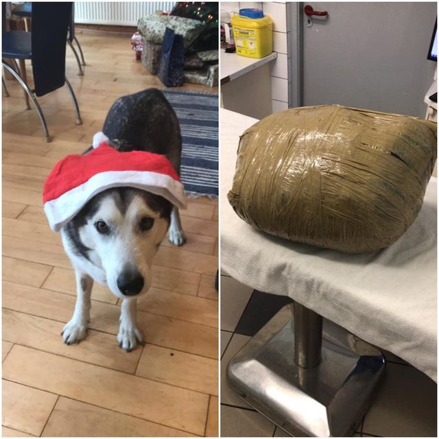 Nova, above left, at Christmas time and, above, how she was handed to her owner just days later.
