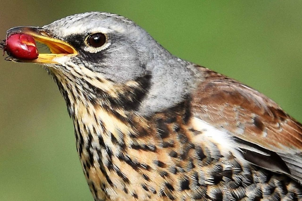 Cherry Berry Delicious - Fieldfare