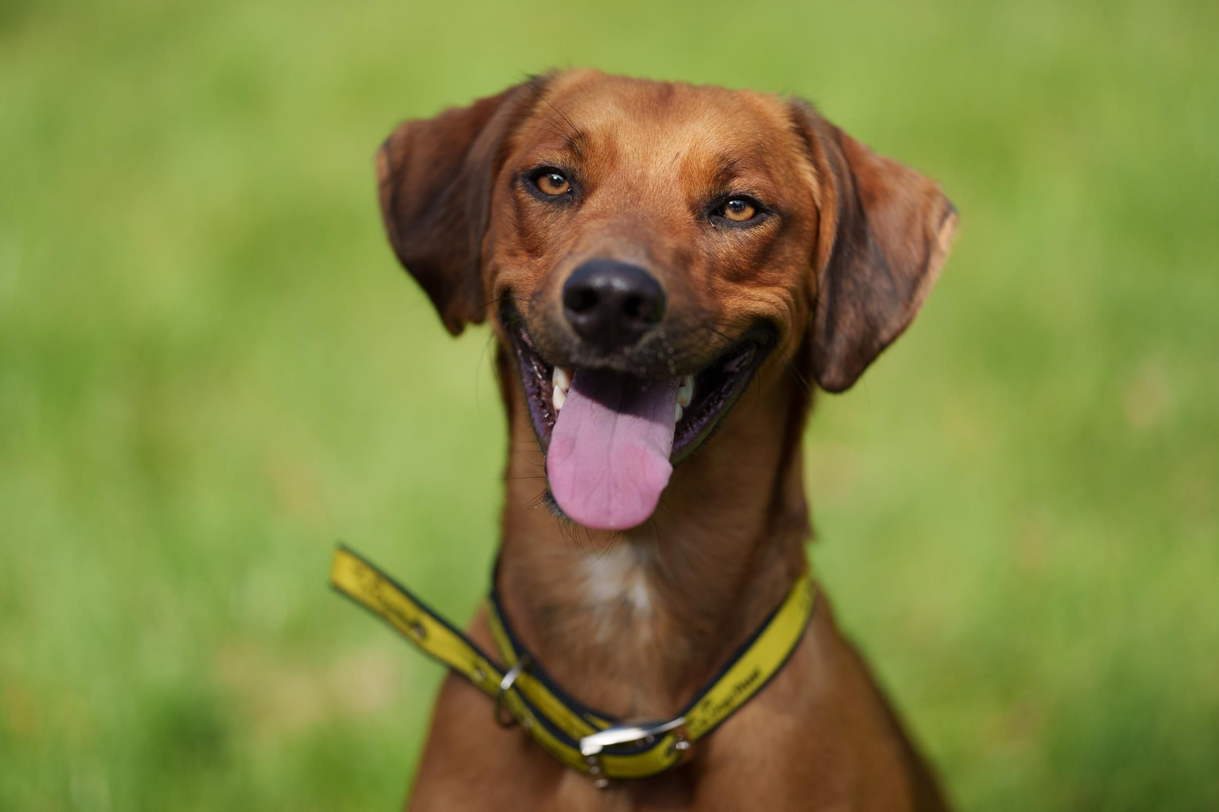 Dog hailed as hero after saving owner's life