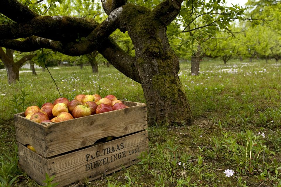 The Apple Farm - camping in Tipperary