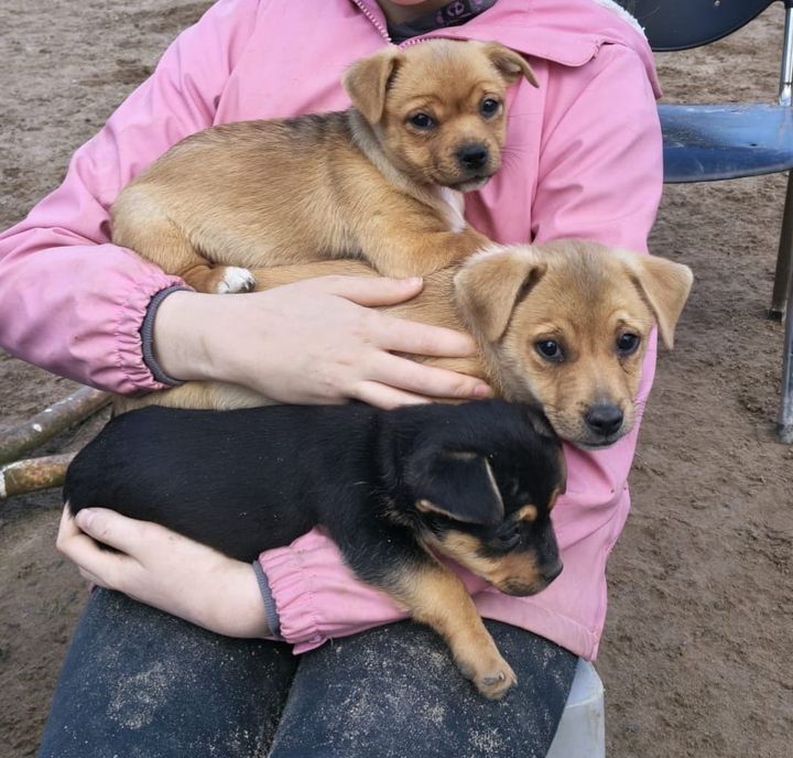 Wexford animal charity unveils exciting ‘new chapter’ with central rescue hub
