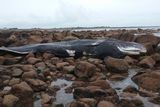 thumbnail: The 11-tonne whale washed ashore at Carnsore.