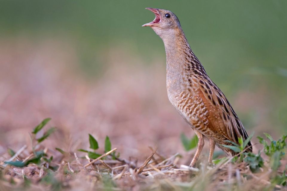 The corncrake. Picture by Thomas Hinsche