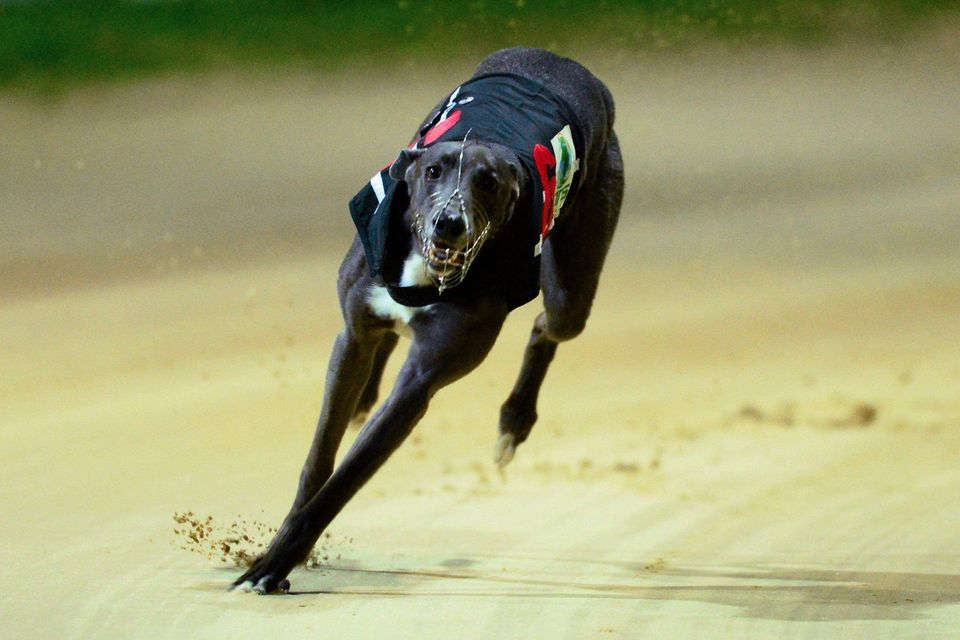 There was a major surprise yesterday when English challenger Dorotas Wildcat was withdrawn from next weekend’s BoyleSports Irish Derby third round. (stock image)