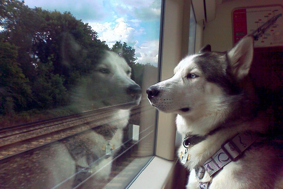 can i take my dog on the train in ireland