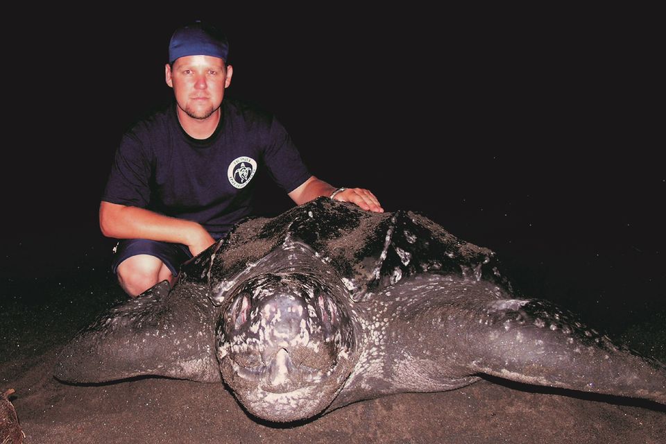 Rowan Byrne pictured with an adult leatherback turtle.