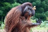 thumbnail: Sibu was five years old when zookeepers collected him in a Hiace van from Dublin airport. Photo: Colin Keegan