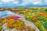 thumbnail: The Burren in Co. Clare has a fascinating ecology