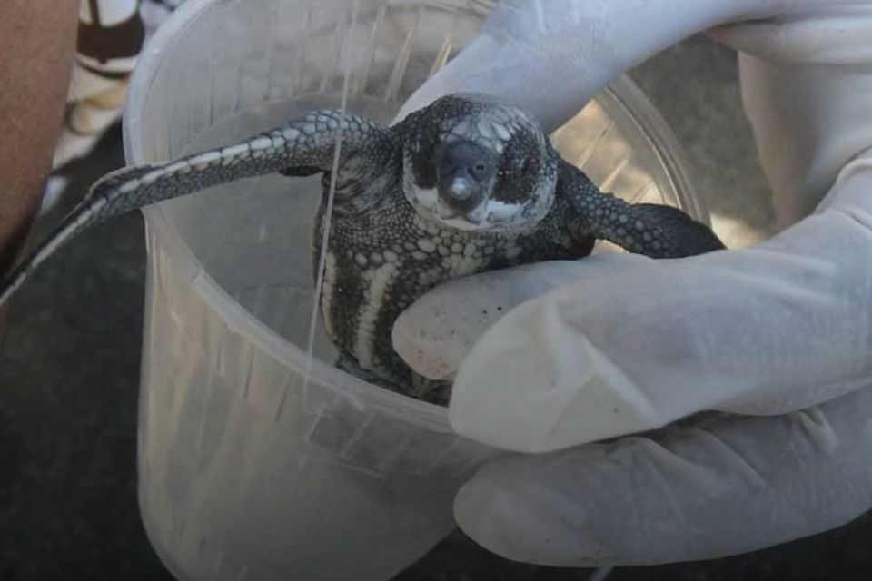 Marine Biologist Whose Video Showed Straw Being Removed From