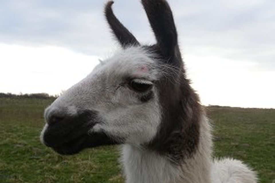 Willy the llama, who along with brother Jack, has been brought in to protect the eggs and chicks of wading birds from predators such as foxes