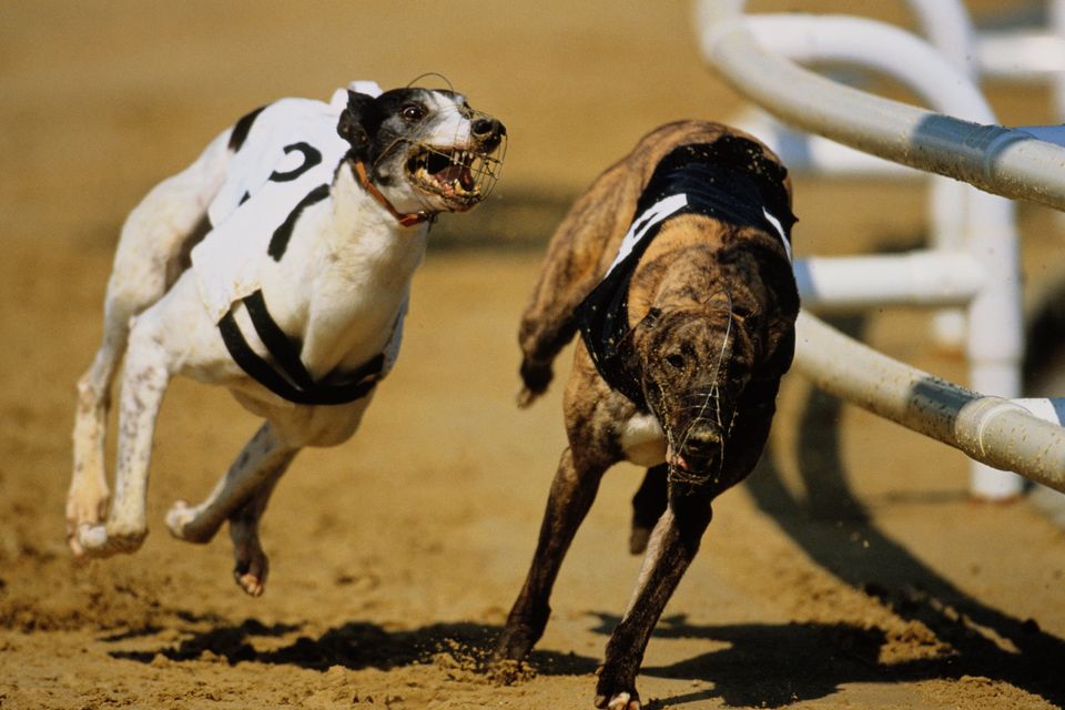 Stock image of greyhound racing. Photo: Action Plus
