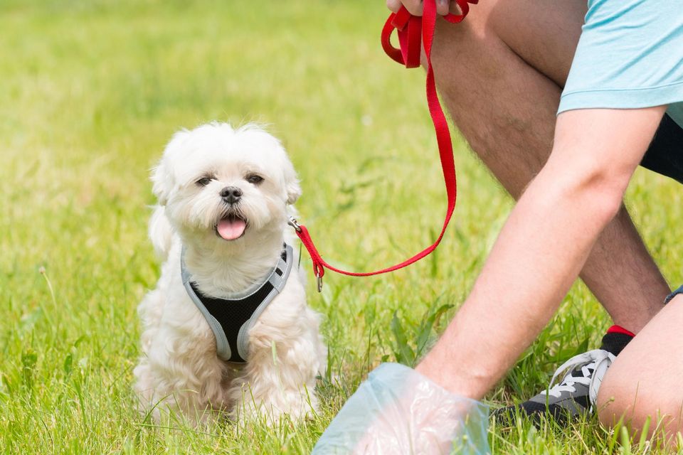 Dirty job: Not all dog owners do their duty and pick up their pooch’s poop when out and about. Photo: Getty