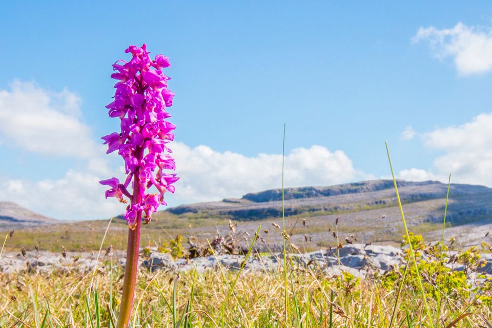 Back to nature: The Burren in Co Clare