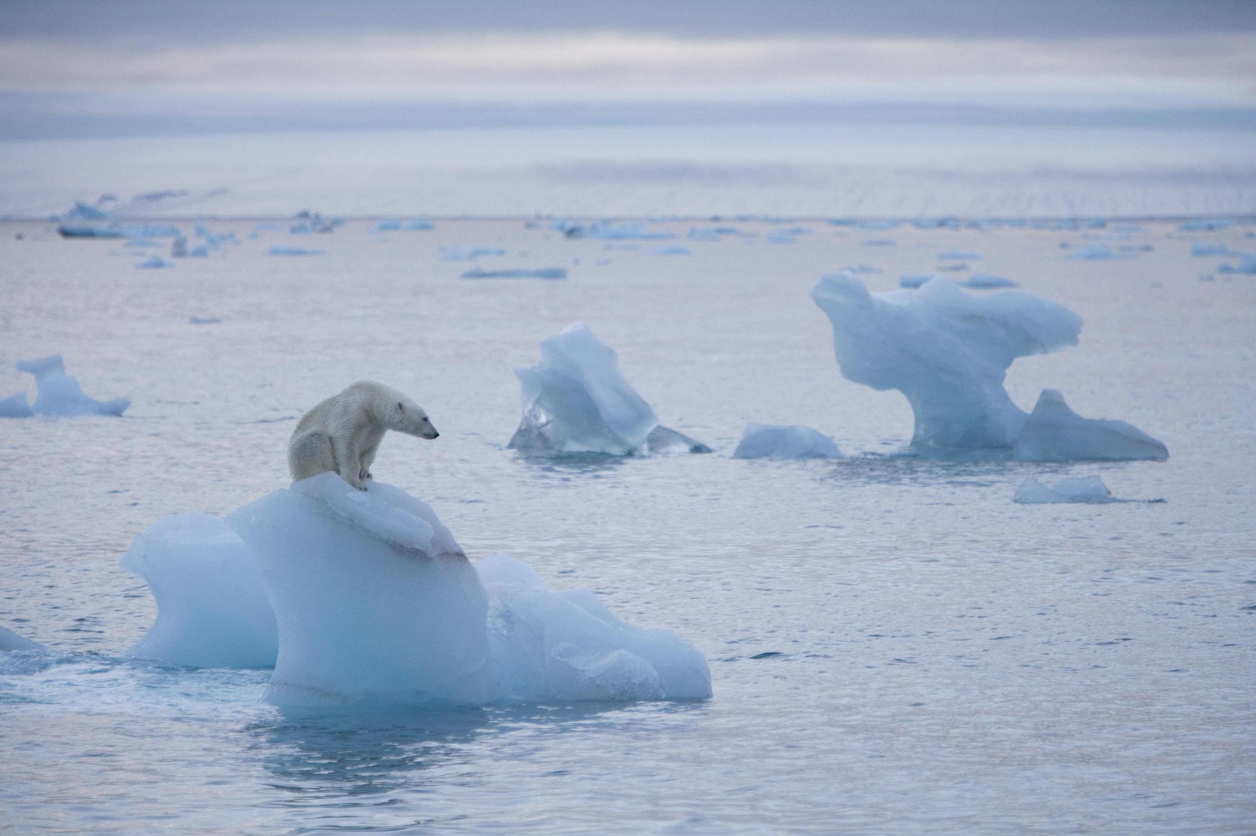 Земля белый медведь Пингвин. Pawbry Polar Bear & Melt — Паубри Миша поляри и мелт (белые медведи). Can Polar Bear Break an Ice.