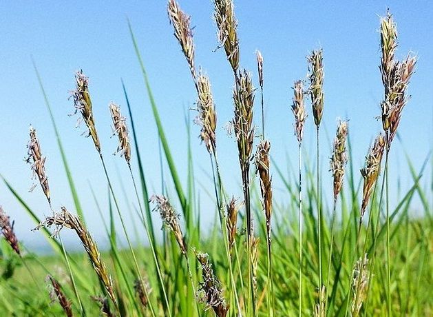 Nature Trail: Grasses have a most amazing growth form | Irish Independent